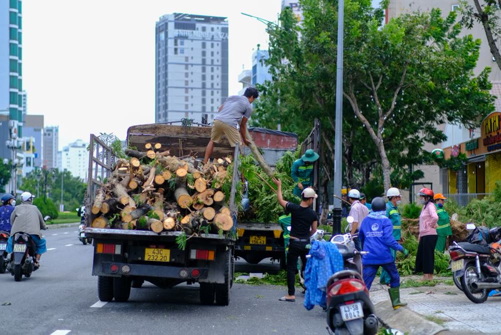 Tree Removal